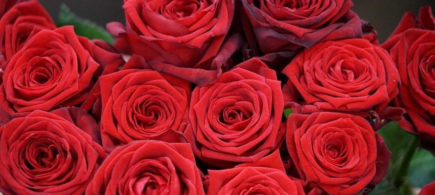 11朵玫瑰的花语含义及传承（缘起花开——探究11朵玫瑰的花语含义及历史渊源）