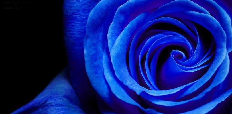 蓝玫瑰的花语与传说（妖艳与神秘的花，背后隐藏的故事与象征）