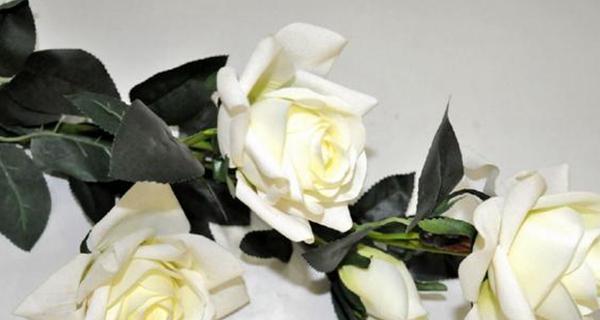 白玫瑰花语与寓意（探秘白玫瑰的美丽与深刻含义）