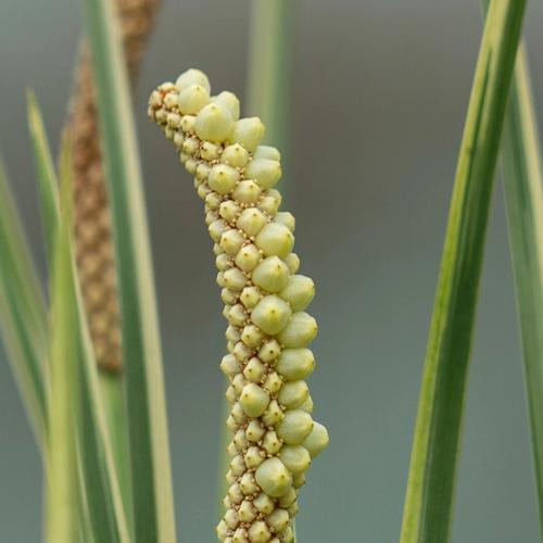 菖蒲——华夏文化的花语之谜（揭秘菖蒲的文化背景和花语，探寻华夏文化的深厚底蕴）