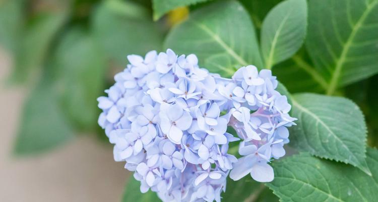蓝色绣球花——传说与花语（探寻蓝色绣球花背后的故事与意义，感受它那独特的魅力）