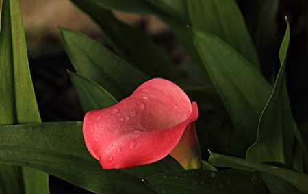 红色马蹄莲花语（欣欣向荣，希望无限）