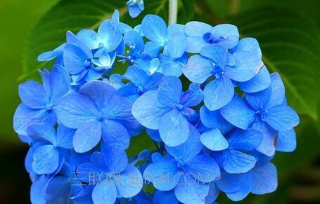 蓝色康乃馨的花语（浪漫、神秘、温柔）