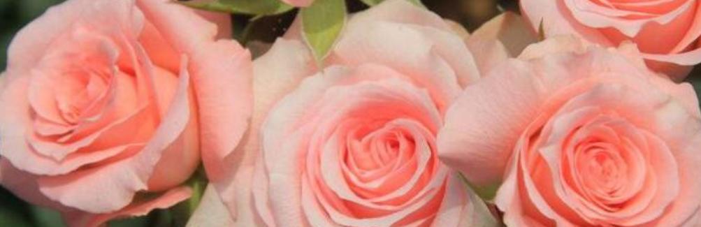 粉色玫瑰的花语和寓意（探究玫瑰花中的柔美色彩与情感世界）