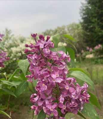 丁香花的花语和象征意义（从花语、文学和传统文化的角度深入剖析丁香花的内涵）