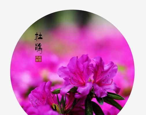 杜鹃花的代表意义（探索花卉文化中的杜鹃花）