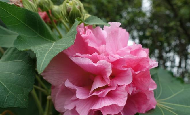 木芙蓉花语（木芙蓉的诗意与哲思）