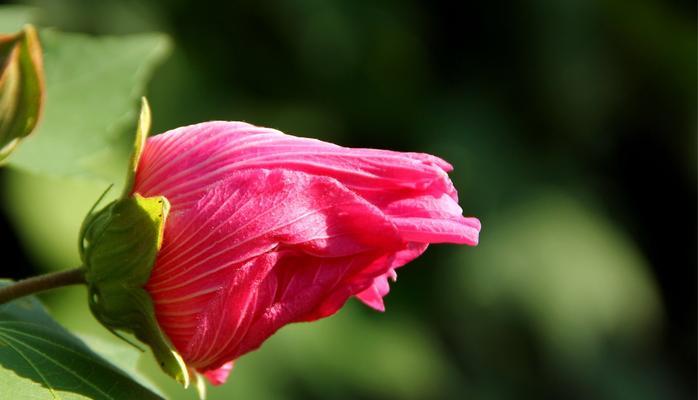 木芙蓉花语（木芙蓉的诗意与哲思）