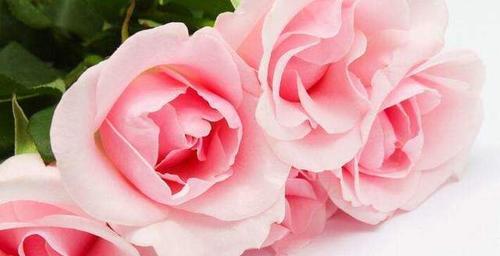 五朵玫瑰花的含义（探讨不同数量的玫瑰花所代表的意义）