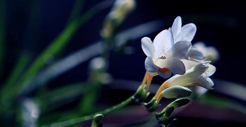 贝壳花的花语与含义（探寻美丽与神秘的海洋之花）