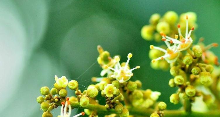 贝壳花的花语与含义（探寻美丽与神秘的海洋之花）