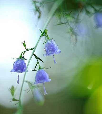 风铃草的花语与象征（一场宁静的音乐会-风铃草）