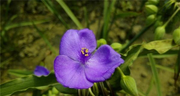 解读紫露草花语，送给你最美好的祝福（紫露草的寓意与象征意义）