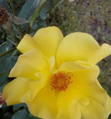 11朵黄玫瑰花语的深刻含义（探寻黄玫瑰花语传递的心意，一个字能概括！）