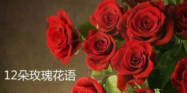 探究玫瑰花语的寓意——花开半夏时（浅谈玫瑰的丰富内涵和文化价值）