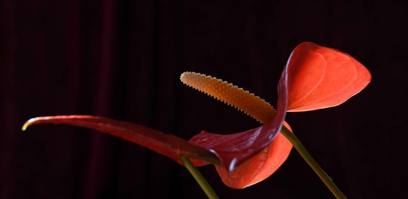 红掌花的花语（探寻红掌花的神秘语言，了解其含义）
