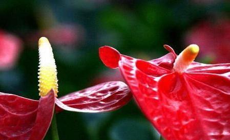 红掌花的花语（探寻红掌花的神秘语言，了解其含义）