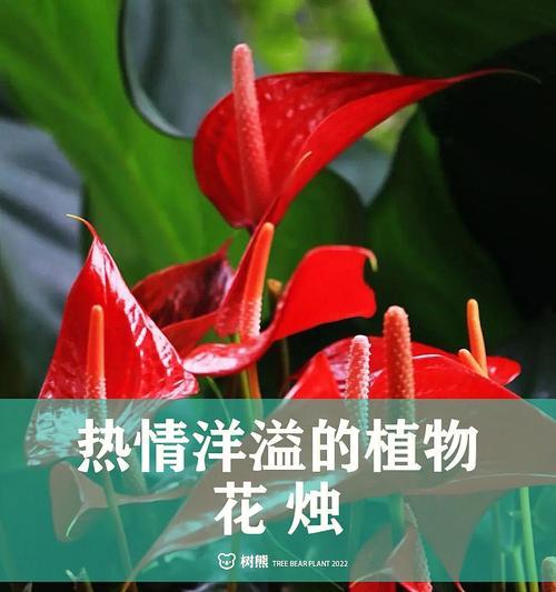 红掌花语与美好生活（探寻红掌花语的深刻内涵）