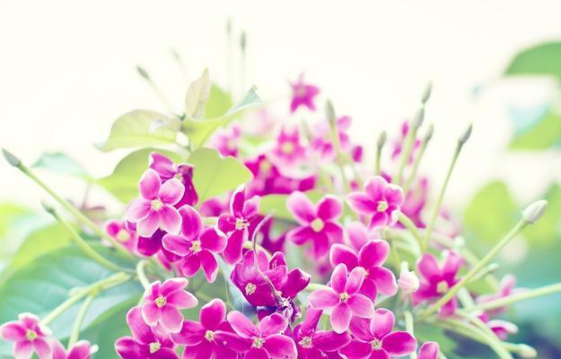 红丁香花语——爱的期盼（盼望爱情绽放的美丽红丁香）