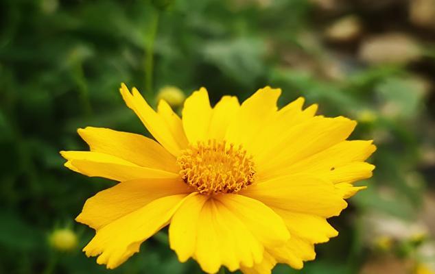金鸡菊，黄金大地上的美丽之花（探寻金鸡菊的花语和文化内涵）