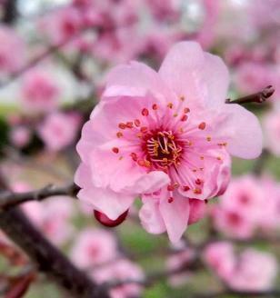 美人梅，花语深长（探秘美人梅花语的意义与传说）