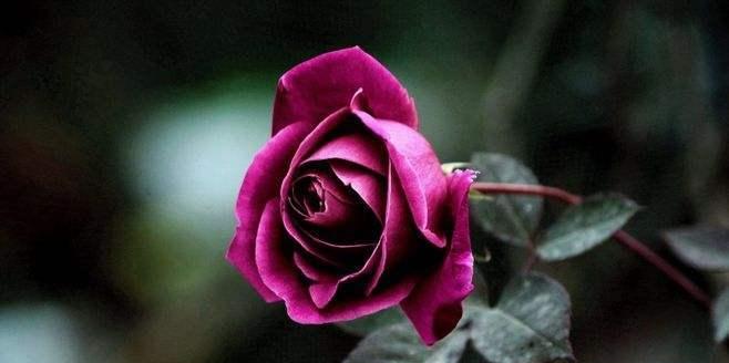 探秘紫玫瑰的花语（传递神秘与独特的魅力）