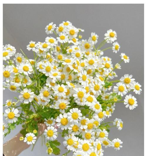 洋甘菊的花语和寓意（探秘洋甘菊的象征意义与用途）