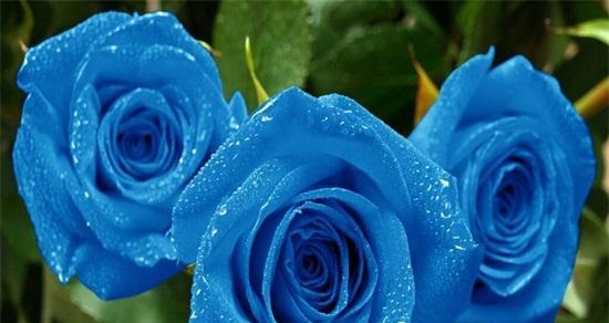 解密11朵蓝色妖姬的神秘符号（寓意深刻的蓝色花卉代表什么？）