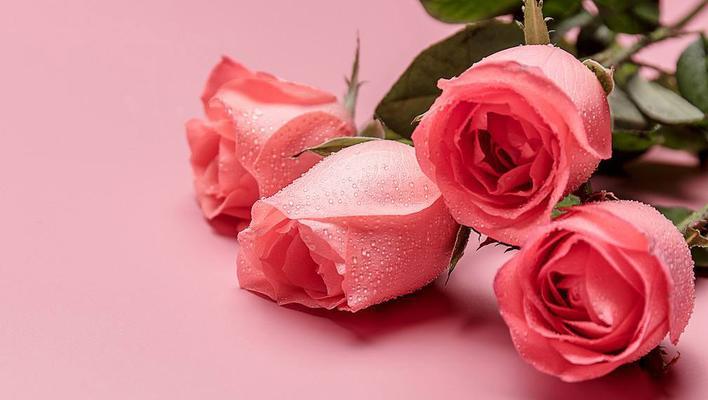 19支红玫瑰的花语（浪漫、热情、忠诚，探秘19支红玫瑰的含义）