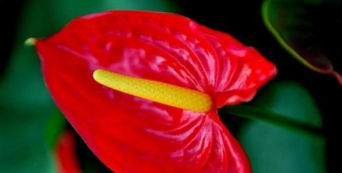 赏花乐园——火鹤花的花语（揭秘花语中的情感密码，读懂爱的语言）