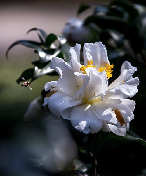 白茶花——清新脱俗的花语之美（探寻白茶花的花语含义和文化意义）