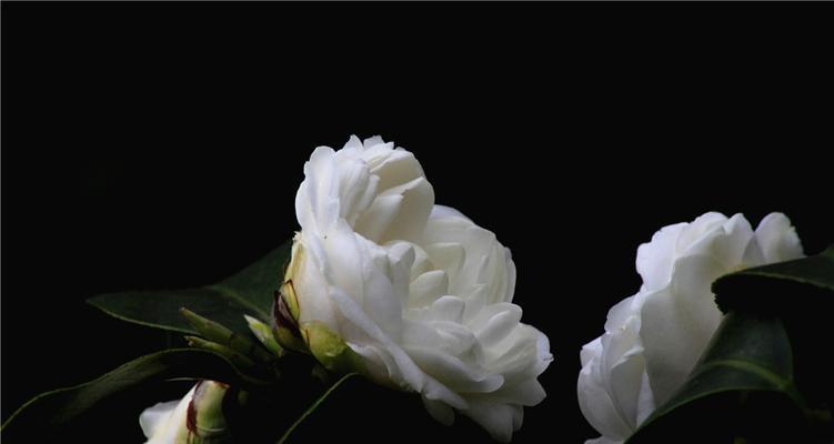 白茶花——清新脱俗的花语之美（探寻白茶花的花语含义和文化意义）