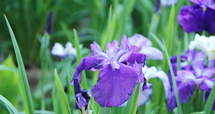 菖蒲——优美的花语与象征意义（浅析菖蒲的文化内涵与代表意义）