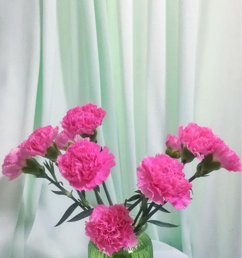 粉色康乃馨——一种温柔而优雅的花卉（传递着爱与感激的花语和寓意）