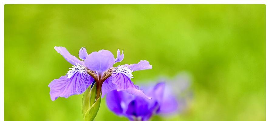 蓝蝴蝶的花语（探秘花语，解读蓝蝴蝶的含义）