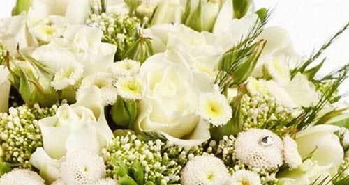 解读白玫瑰的花语及其代表意义（美丽柔情的象征——白玫瑰）