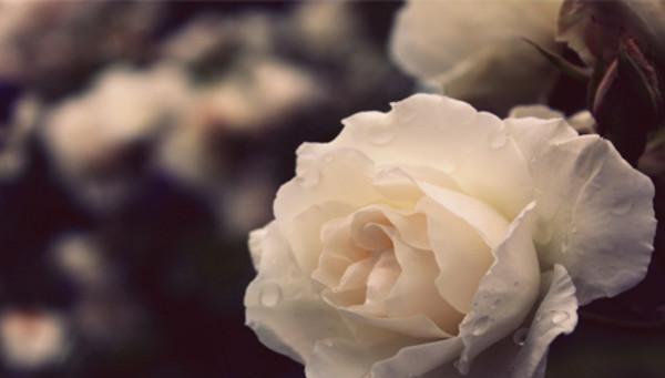 解读白玫瑰的花语及其代表意义（美丽柔情的象征——白玫瑰）