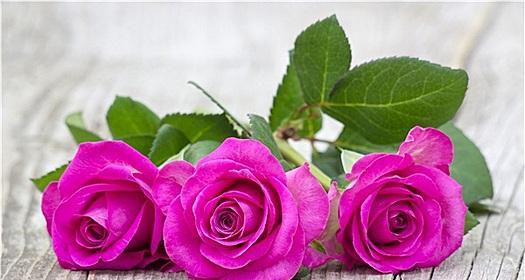粉色玫瑰的花语（探寻粉色玫瑰的情感内涵）