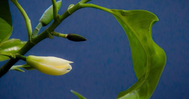 白兰花花语-神秘高贵的花语之王（揭秘白兰花的花语，让你更加了解这朵神秘的花卉）