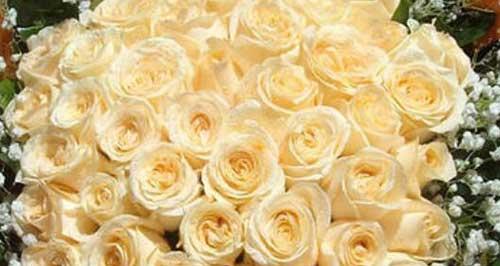 解读香槟玫瑰的花语（传递浪漫和感激，香槟玫瑰的意义）