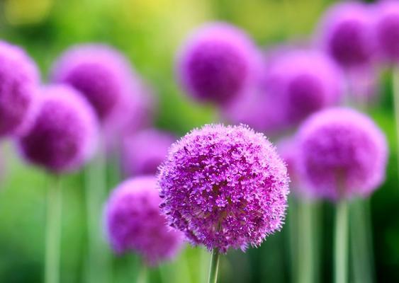 蒲公英花语与寓意（走过花的季节，拥抱明天的希望）