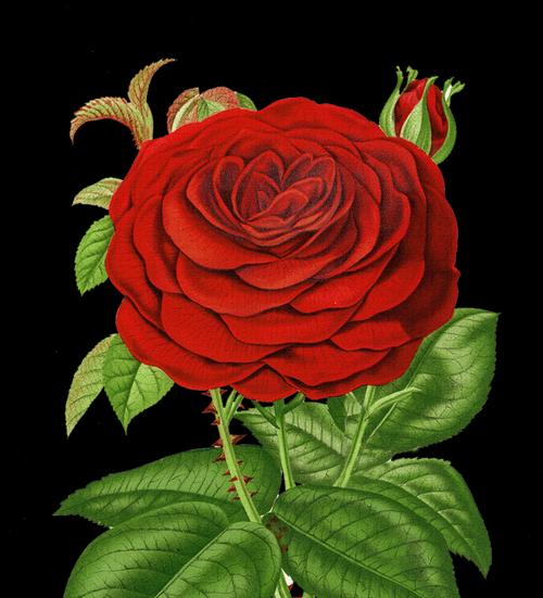 深红色蔷薇花花语与圣诞（红色蔷薇花的象征意义和在圣诞季的应用）
