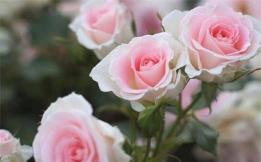浪漫的玫瑰花及其隐含的深意（探寻玫瑰花背后的含义与象征意义）