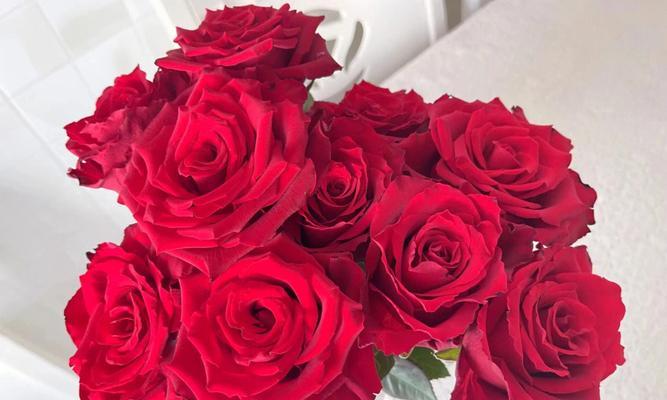 浪漫的玫瑰花及其隐含的深意（探寻玫瑰花背后的含义与象征意义）