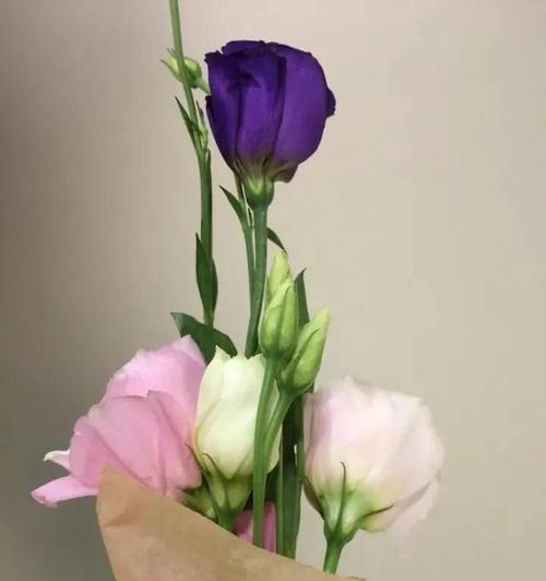 喜悦之花——桔梗花的花语及图片