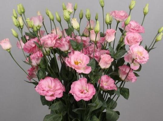 喜悦之花——桔梗花的花语及图片
