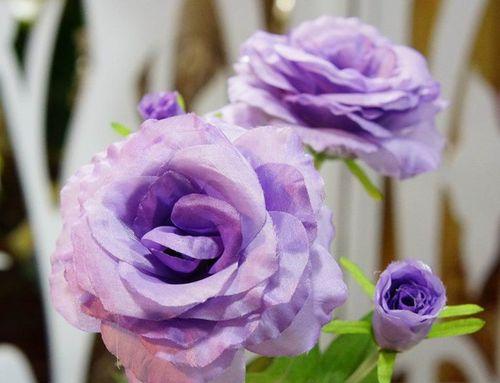 紫色桔梗花的花语与寓意（探究紫色桔梗花所代表的吉祥寓意与深刻寓意）