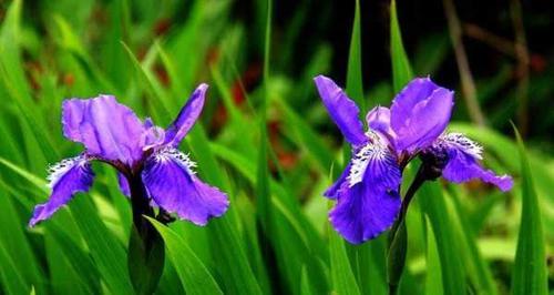 紫色鸢尾花花语（探究鸢尾花的神秘与美丽）