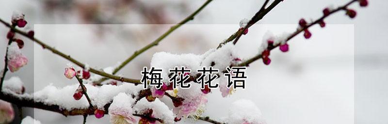 梅花花语的深刻含义（探寻梅花所传达的情感和意义）