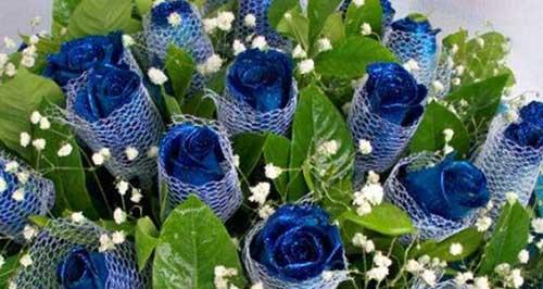 蓝玫瑰的花语（探究蓝色花海中那一抹与众不同的颜色）